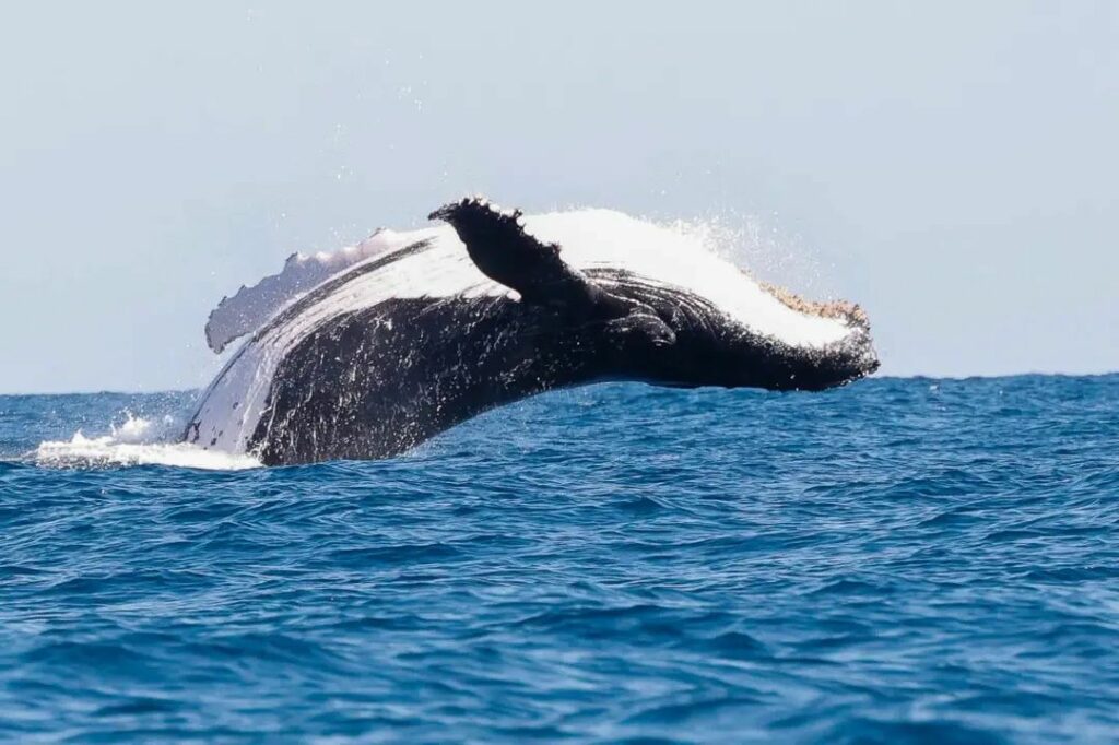 Excursions and whale whatching with Upside Dive Andilana beach Nosy-Be Madagascar-escursioni-balene-sub-madagascar_2