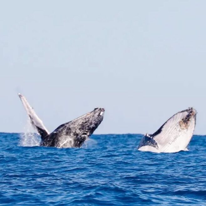 Excursions and whale whatching with Upside Dive Andilana beach Nosy-Be Madagascar-escursioni-balene-sub-madagascar_4-q