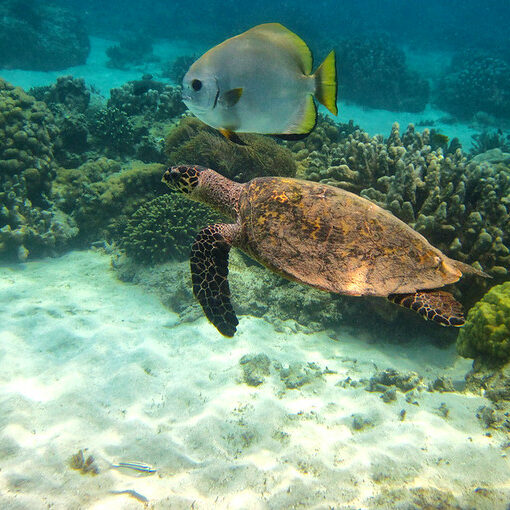 Nosy-be madagascar giant sea turtles snorkeling experience excursion