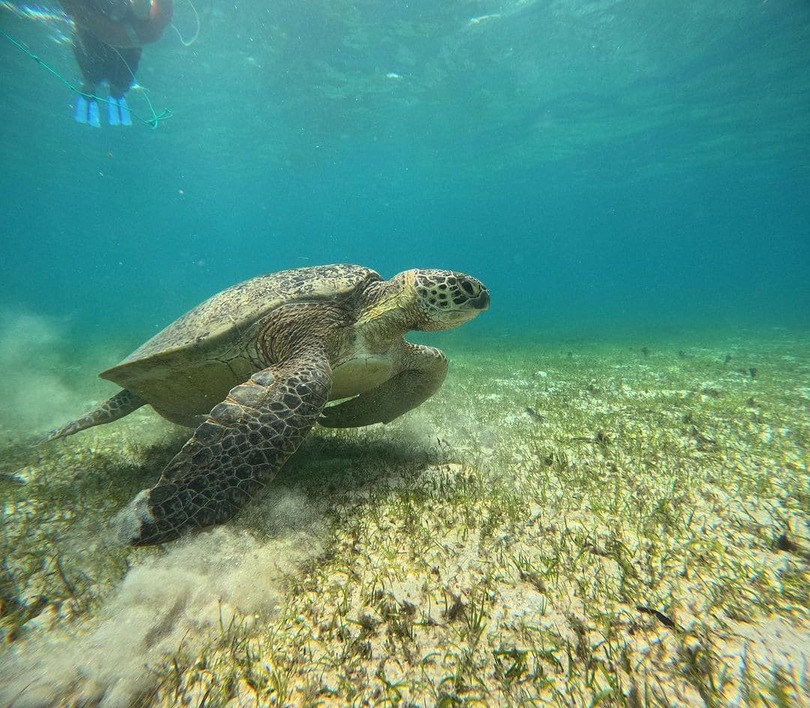 Snorkeling with Chelonia mydas giant turtles in Nosy-Be - Upside Diving Andilana beach Nosy-Be