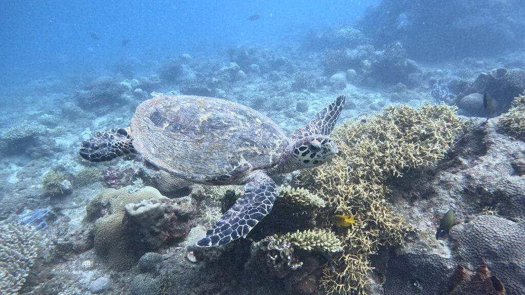 Snorkeling with giant turtles in Nosy-Be - Upside Diving Andilana beach Nosy-Be